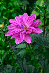 Obraz premium Close up of Dahlia 'Sascha' Waterlily type