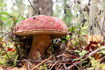 Edible boletus edulis mushroom, known as a penny bun or king bolete grows in a pine forest - image