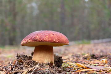 Edible boletus edulis mushroom, known as a penny bun or king bolete growing in pine forest - image