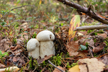Two beautiful little mushrooms Leccinum percandidum, known as a Orange birch bolete, grows in a forest - image