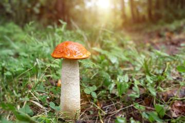 beautiful little mushroom Leccinum known as a Orange birch bolete, growing in a forest at sunrise- image