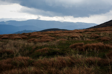 lumps of grass in the mountains against the backdrop of the landscape