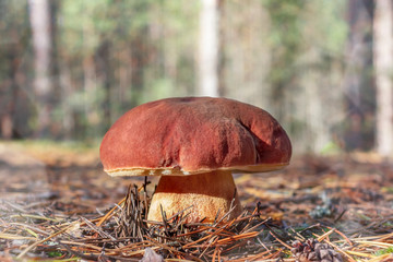 Big edible boletus edulis mushroom, known as a penny bun or king bolete growing in a pine forest - image
