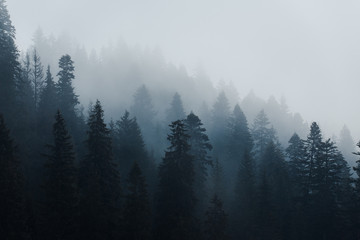 mountain trees in the fog