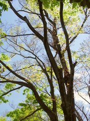 芽吹きの欅と青空