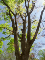 芽吹きの欅と青空