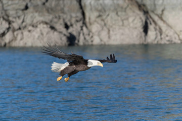 Adult North America Bald Eagle in Kachemak Bay, Alaska