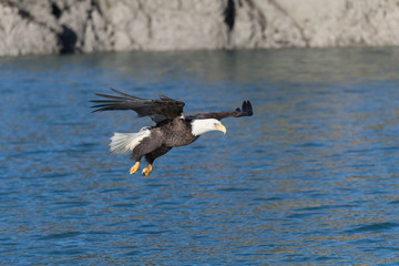 Adult North America Bald Eagle in Kachemak Bay, Alaska