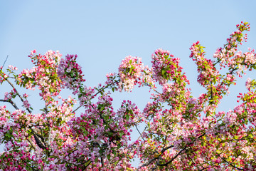 Zierkirsche im Frühling