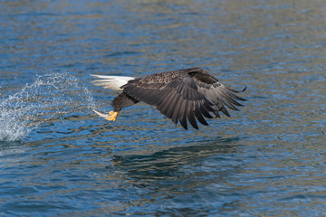 Adult North America Bald Eagle in Kachemak Bay, Alaska
