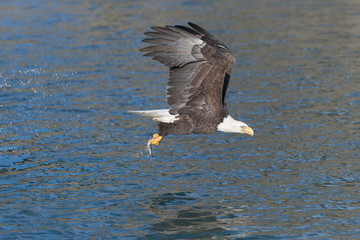 Adult North America Bald Eagle in Kachemak Bay, Alaska