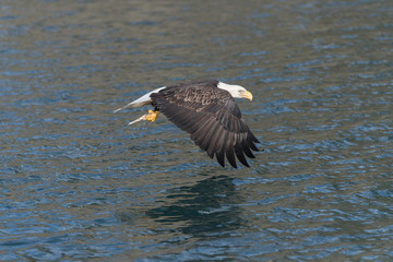 Adult North America Bald Eagle in Kachemak Bay, Alaska