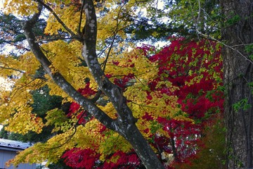《旧池田氏庭園 払田分家》秋田県大仙市