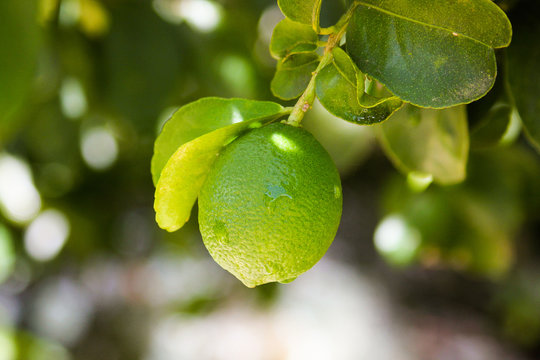 Lemon on a lemon tree