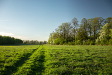 Traces of wheels on the meadow, blooming and green trees and sunlight