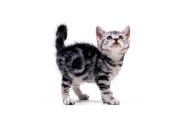 見上げる子猫
