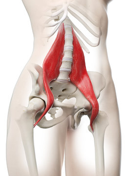 3d rendered medically accurate illustration of a womans Psoas Major