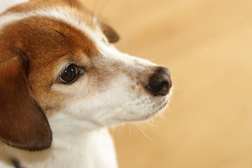 訓練中の犬