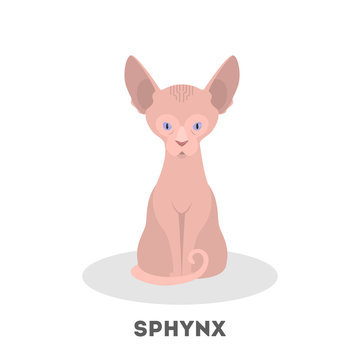 Sphynx cat. Beautiful breed, naked skin. Funny cute