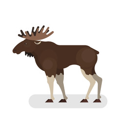 Moose animal. Wild mammal with a big horn
