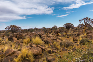 Fototapeta premium Köcherbäume in Afrika