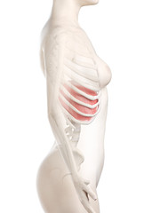 3d rendered medically accurate illustration of a womans Diaphragm