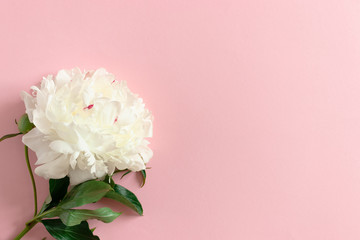 White peony flower