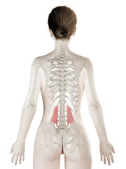 3d rendered medically accurate illustration of a womans Quadratus Lumborum