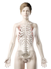 3d rendered medically accurate illustration of a womans Serratus Anterior