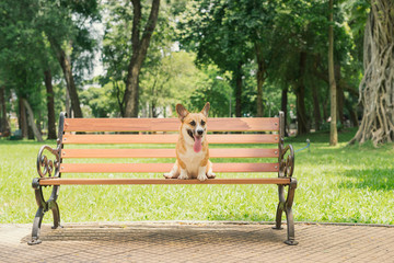 Cute Pembroke Welsh Corgi dog on a bench in the park