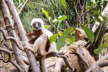 Coquerel's sifaka - Propithecus coquereli in its natural environment in Madagascar
