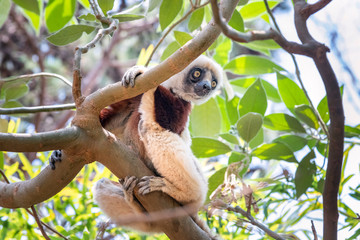 Coquerel's sifaka - Propithecus coquereli in its natural environment in Madagascar