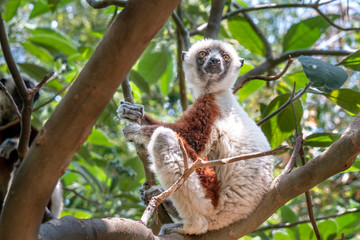 Coquerel's sifaka - Propithecus coquereli in its natural environment in Madagascar
