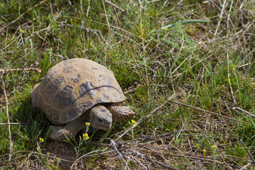 spring turtle in the grass