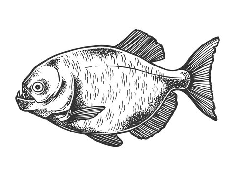 recommend clip art: Piranha fish animal sketch engraving vector illustration. Scratch board style imitation. Black and white hand drawn image.