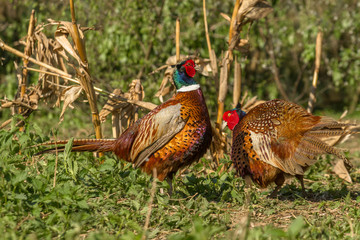 Two male pheasants in the field of corn fighting over territory and females
