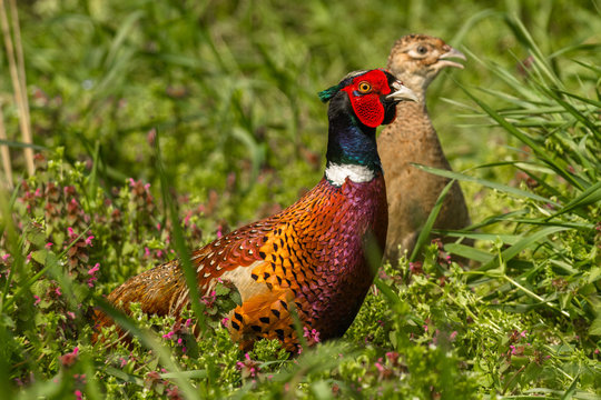 Male and female pheasant in the field durig matting seasnon