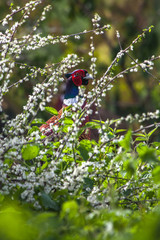 Pheasant hidden in low vegetation
