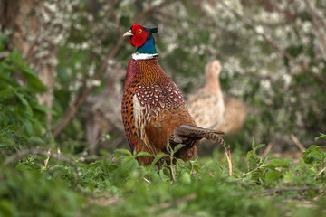 Pheasant in field with females in the background