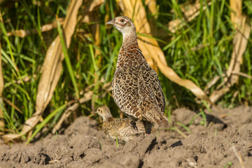 Female pheasant in the field of corn