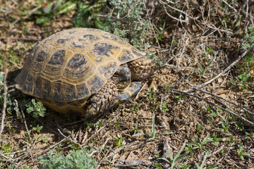 spring turtle in the grass