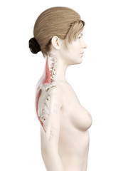 3d rendered medically accurate illustration of a womans Trapezius - obrazy, fototapety, plakaty