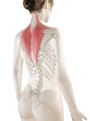 3d rendered medically accurate illustration of a womans Trapezius