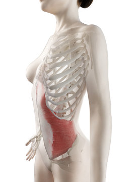 3d rendered medically accurate illustration of a womans Transversus Abdominis