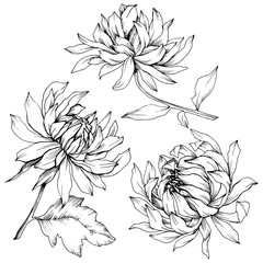 Vector Chrysanthemum floral botanical flowers. Black and white engraved ink art. Isolated flower illustration element.