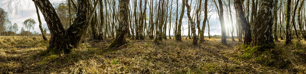 Panoramic springtime forest at sunrise in the English countryside with strong tree shadows panoramic
