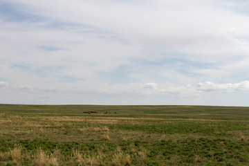 Fototapeta na wymiar spring steppe of Kazakhstan