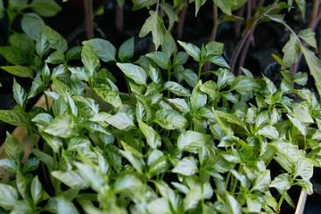 Pepper Seedlings, young foliage of pepper, Spring seedlings. Sprouts pepper near the window.