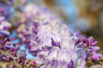 Blossoming wistaria branch in an orchard. Artistic nature wallpaper blurry background with purple flowers wisteria or glycine in springtime. Blue sky. Copy space. Image doesn’t in focus.