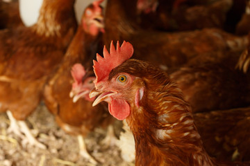 hen in henhouse farm.